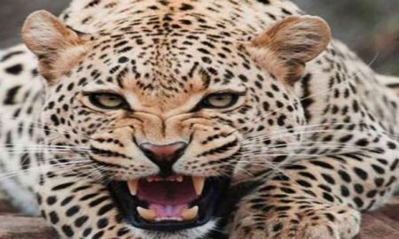 leopard_attacks