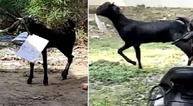 kanpur_goat_video