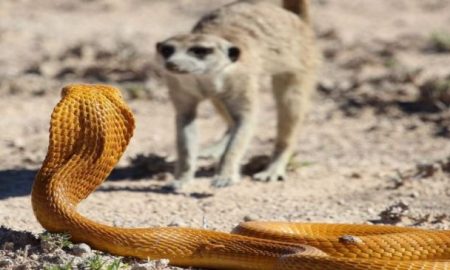 Meerkats Vs Cobra