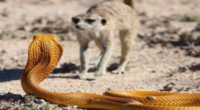 Meerkats Vs Cobra
